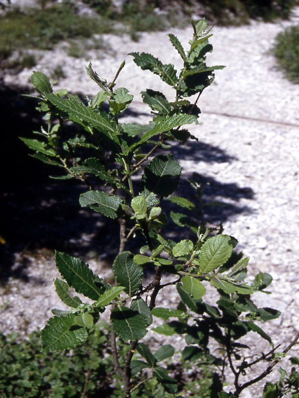 Salix appendiculata / Salice stipolato